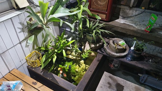 運(yùn)行2個月的陽臺小魚池