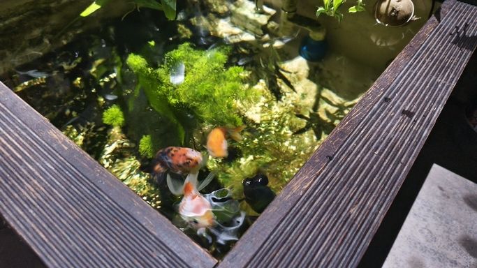 運(yùn)行2個月的陽臺小魚池