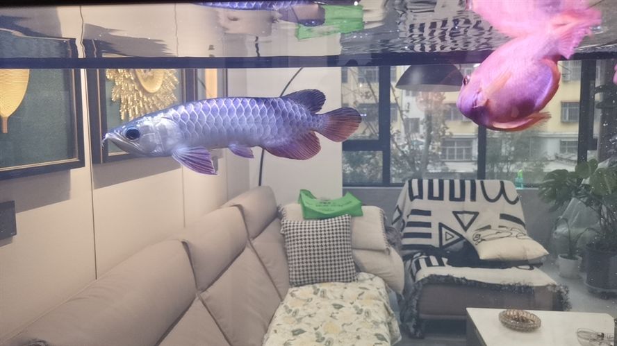 大家給看看這是龍魚嗎？