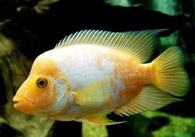 觀賞魚身上長紅點是怎么回事（觀賞魚身上長紅點可能是由多種因素引起的，養魚愛好者來說至關重要）