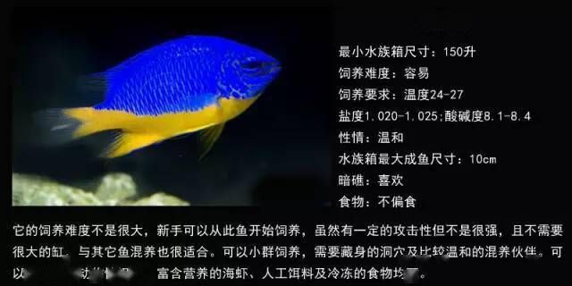 扔魚缸的4大忌，別讓這些錯誤毀了你的水族世界，扔魚缸的4大忌，別讓這些錯誤毀了你的水族世界