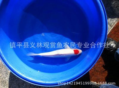 扔死魚有什么講究？傳統習俗與現代環保的平衡，傳統習俗中的死魚處理，如何在扔死魚時兼顧民俗與環保？