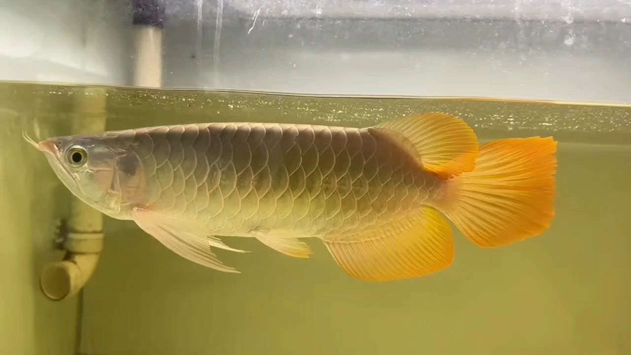 龍魚怕什么 40CM大蝴蝶尾,看上速定。 龍魚論壇 40CM大蝴蝶尾,看上速定。 40CM大蝴蝶尾,看上速定。 龍魚論壇