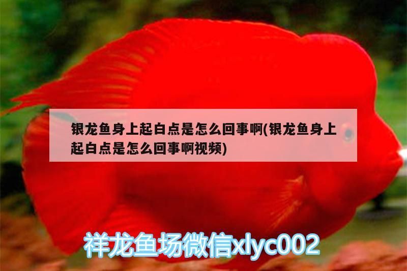 銀龍魚身上起白點是怎么回事啊(銀龍魚身上起白點是怎么回事啊視頻)