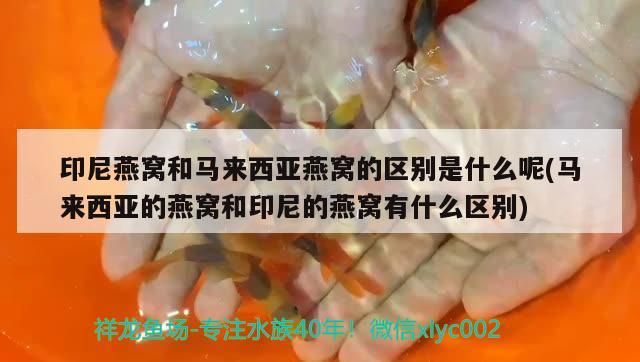 經濟開發區北斗水族店