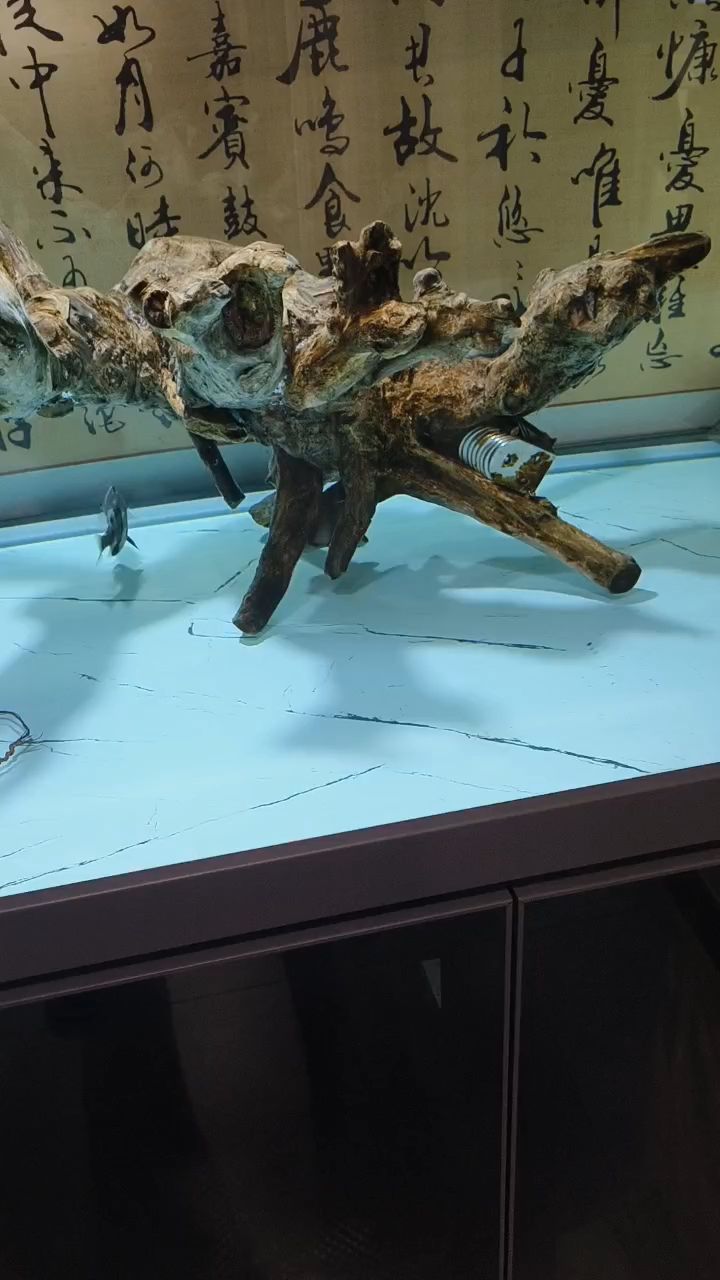 這挖煤虎屬實沒啥觀賞性 這挖煤虎屬實沒啥觀賞性 龍魚論壇
