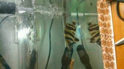 印尼虎魚難養怎么辦：對于印尼虎魚的飼養，有幾個關鍵因素需要注意
