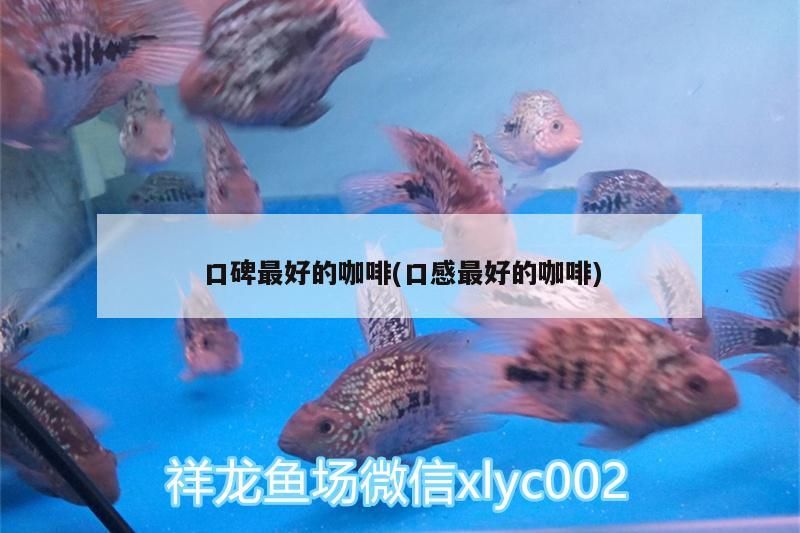 口碑最好的咖啡(口感最好的咖啡)