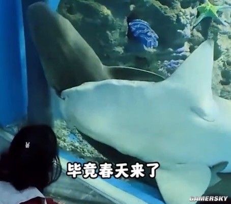 人工養鱘魚吃什么食物，全面解析鱘魚的營養需求與科學投喂方法，人工養鱘魚的飼料選擇與科學投喂技術全指南 人工養鱘魚吃什么食物，全面解析鱘魚的營養需求與科學投喂方法，人工養鱘魚的飼料選擇與科學投喂技術全指南 龍魚百科 第3張