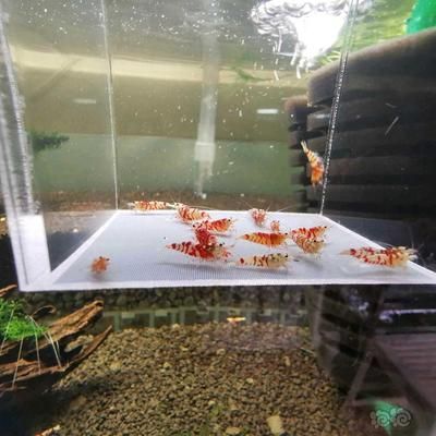 養虎需要多大的缸：養虎魚需要一個尺寸適中、水質良好、溫度適宜的大魚缸