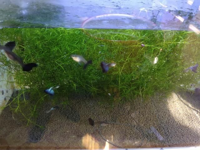 熱帶觀賞魚品種大全，色彩斑斕的水下世界，絢麗熱帶觀賞魚圖鑒，探索色彩斑斕的水下精靈世界