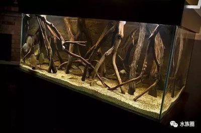 90魚缸尺寸的最佳比例：90魚缸最佳尺寸比例并不是固定不變