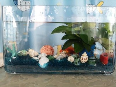 90魚缸尺寸的最佳比例：90魚缸最佳尺寸比例并不是固定不變