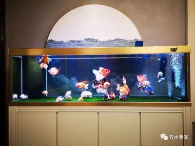 90魚缸尺寸的最佳比例：90魚缸最佳尺寸比例并不是固定不變