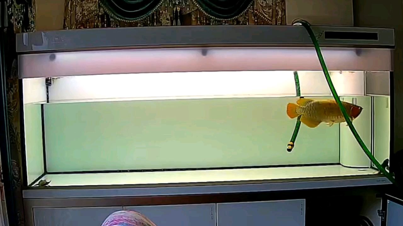 [deyi]母魚發(fā)情，騷里騷氣[huaixiao]