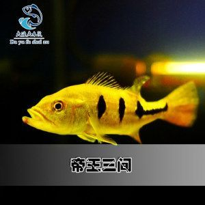 鰍魚的功效與作用，營養豐富的中醫滋補佳品，鰍魚，營養豐富的中醫滋補佳品及其功效與作用