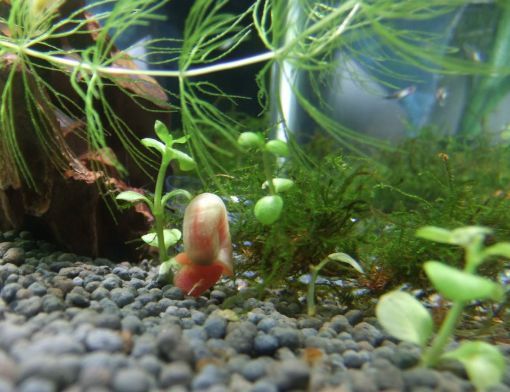 麗江可麗愛魚缸專賣店，打造您的水族藝術(shù)殿堂