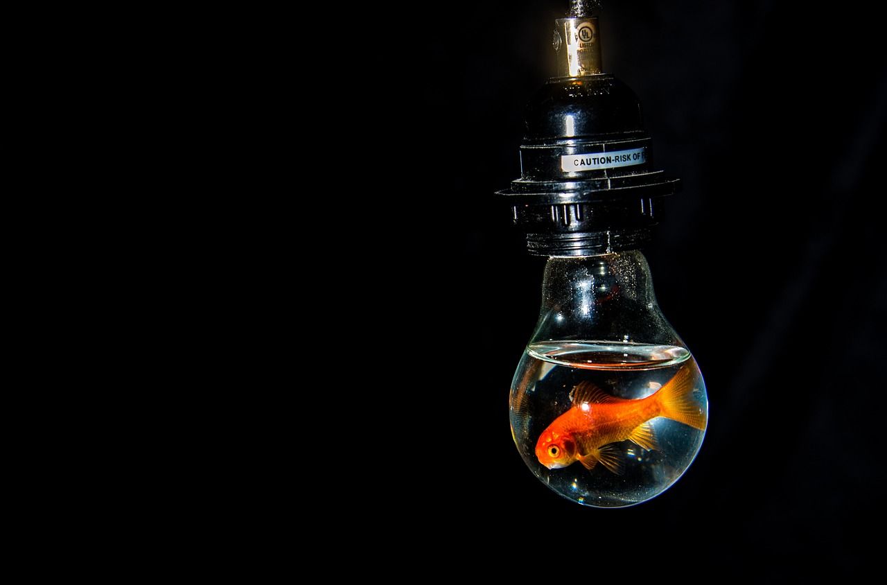 金魚缸照明燈大全，魚缸養金魚用什么燈好看，吉印金魚爆藻燈和水草燈一樣嗎