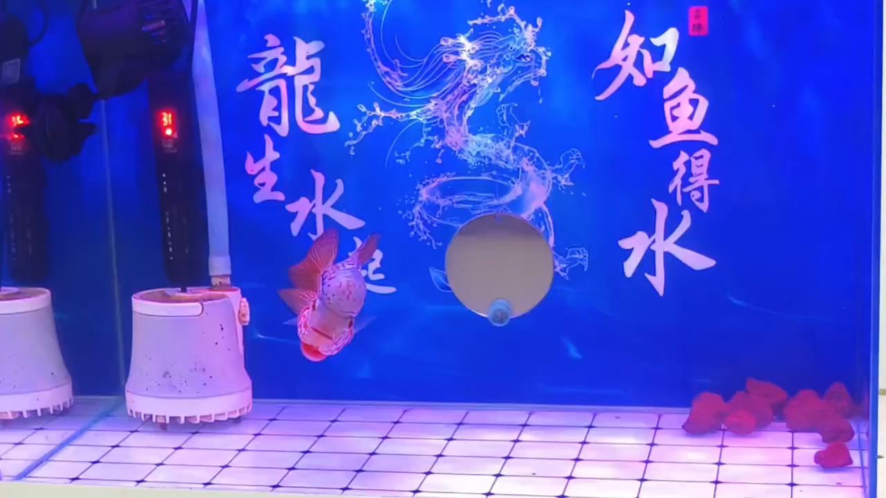打卡:養了半年的羅漢