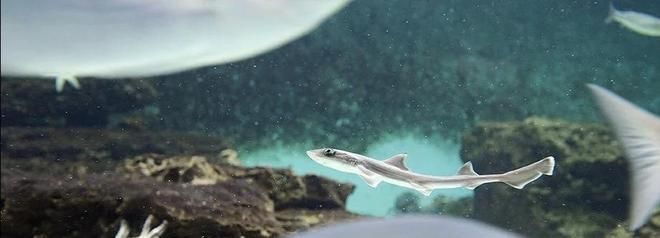 清蒸魚暗藏玄機，揭秘它與生肖的神秘關聯，清蒸魚與生肖的神秘玄機，你不知道的飲食文化密碼