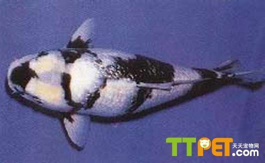 如何正確清洗魚缸，維護(hù)健康水族環(huán)境的完整指南，魚缸清洗與養(yǎng)護(hù)全攻略，打造健康水族環(huán)境的正確方法