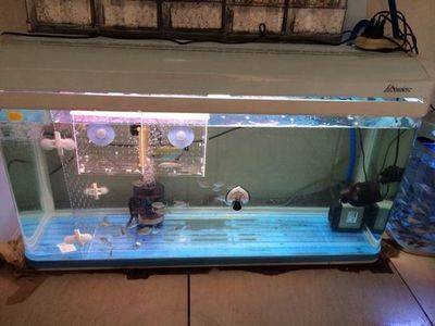 虎魚黑缸養(yǎng)可以嗎：黑缸養(yǎng)虎魚會影響虎魚的狀態(tài)，虎魚黑缸可以養(yǎng)出明虎