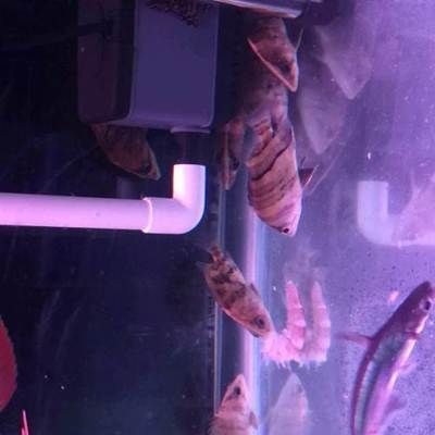 虎魚黑缸養(yǎng)可以嗎：黑缸養(yǎng)虎魚會影響虎魚的狀態(tài)，虎魚黑缸可以養(yǎng)出明虎
