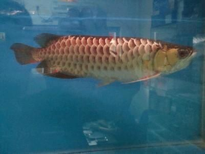 龍魚入門知識大全vs祥龍魚場:龍魚入門知識大全與祥龍魚場 vs祥龍魚場 第1張 龍魚入門知識大全vs祥龍魚場:龍魚入門知識大全與祥龍魚場 龍魚入門知識大全vs祥龍魚場:龍魚入門知識大全與祥龍魚場 vs祥龍魚場 第1張