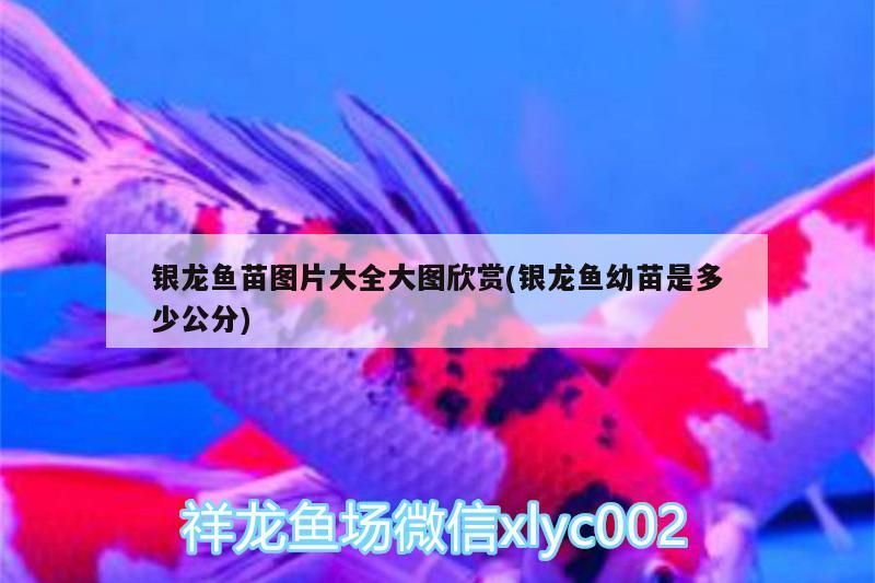 銀龍魚苗圖片大全大圖欣賞(銀龍魚幼苗是多少公分)