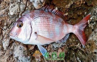 清理魚缸糞便的魚,自然清潔工的選擇與養護指南,魚缸清潔工,高效清理魚糞的魚種選擇與養護指南 龍魚百科 第3張 清理魚缸糞便的魚,自然清潔工的選擇與養護指南,魚缸清潔工,高效清理魚糞的魚種選擇與養護指南 清理魚缸糞便的魚,自然清潔工的選擇與養護指南,魚缸清潔工,高效清理魚糞的魚種選擇與養護指南 龍魚百科 第3張