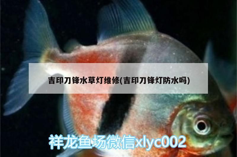 吉印刀鋒水草燈維修(吉印刀鋒燈防水嗎)