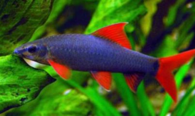 清理魚缸糞便的工具魚，水族箱的天然清潔工，魚缸清潔工，高效清理糞便的工具魚推薦