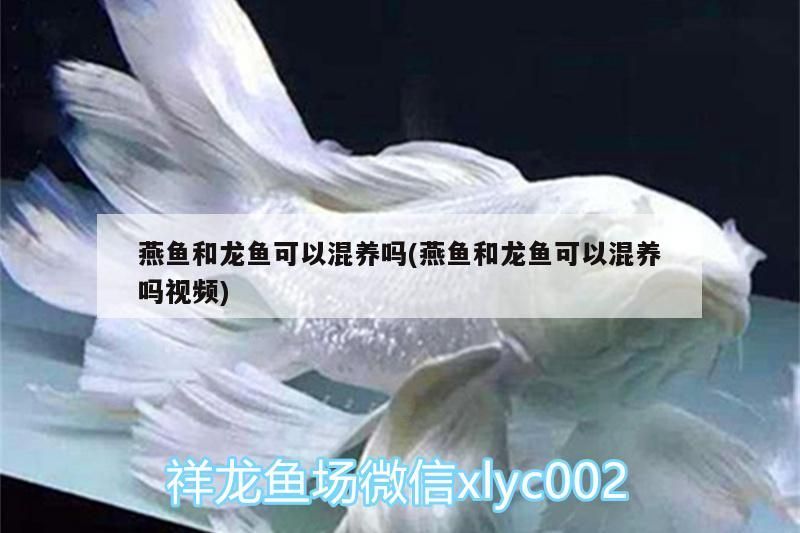 燕魚和龍魚可以混養嗎(燕魚和龍魚可以混養嗎視頻)