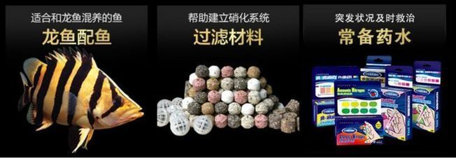 金龍魚混養過濾系統的最佳選擇：金龍魚混養水質管理技巧