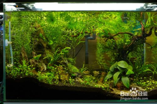 清道夫是什么魚？了解這種奇特的水族箱清潔工，清道夫魚，水族箱中的高效清潔工全解析