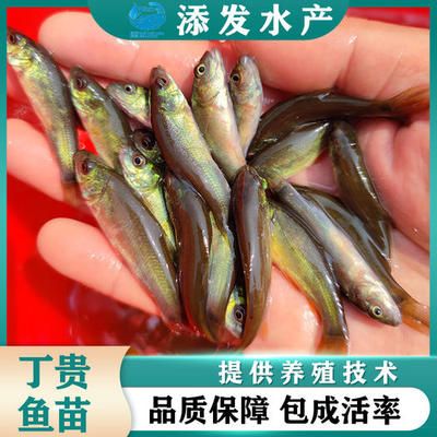 青鳉魚為什么容易死？揭秘飼養(yǎng)中的常見問題與解決方案，青鳉魚易死原因解析，常見飼養(yǎng)問題與應(yīng)對措施 青鳉魚為什么容易死？揭秘飼養(yǎng)中的常見問題與解決方案，青鳉魚易死原因解析，常見飼養(yǎng)問題與應(yīng)對措施 龍魚百科 第3張