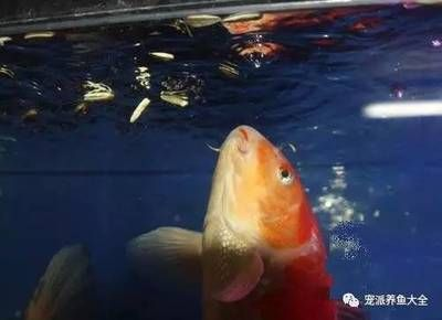 9條錦鯉要多大魚缸才能養(yǎng)大：如何選擇錦鯉魚缸尺寸