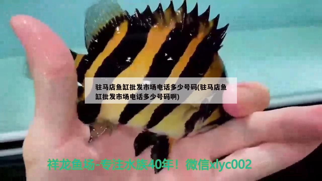 駐馬店魚(yú)缸批發(fā)市場(chǎng)電話多少號(hào)碼(駐馬店魚(yú)缸批發(fā)市場(chǎng)電話多少號(hào)碼啊)