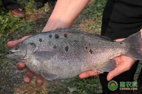 乾隆御寶，魚化龍吊墜背后的權(quán)力象征與藝術(shù)傳奇，乾隆御寶魚化龍吊墜，權(quán)力象征與藝術(shù)傳奇的完美交融