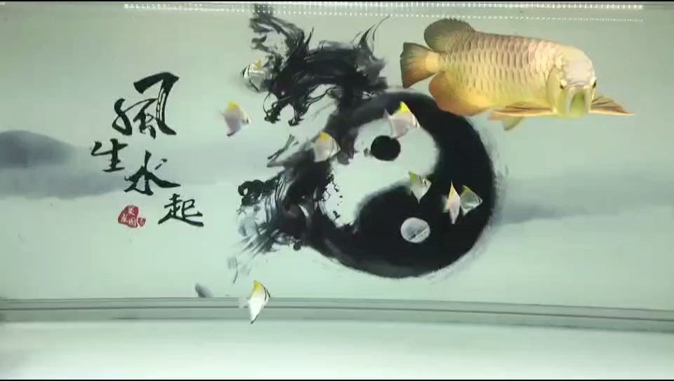 龍魚干蝦有營養嗎 主次分明 龍魚論壇 主次分明 主次分明 龍魚論壇