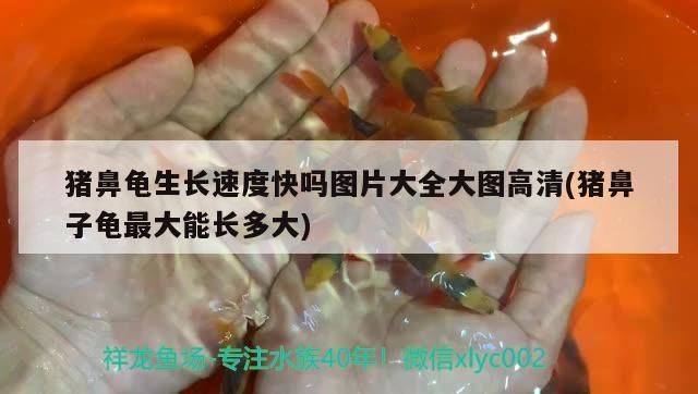 豬鼻龜生長速度快嗎圖片大全大圖高清(豬鼻子龜最大能長多大)