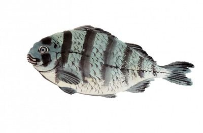 觀賞魚(yú)紅龍魚(yú)和白龍魚(yú)多少錢(qián)一條：紅龍魚(yú)和白龍魚(yú)的價(jià)格