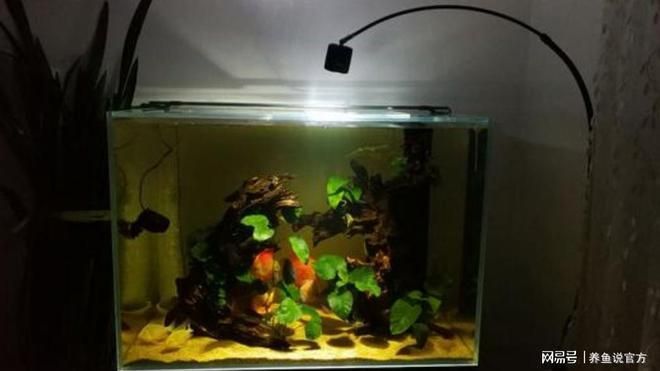 底濾魚缸水面很多泡（底濾魚缸水面很多泡沫怎么辦）