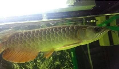 紅龍魚不愛游動什么原因：紅龍魚不愛游動怎么辦