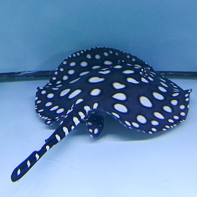 珍珠魟魚和黑白皇冠：珍珠魟魚和黑白皇冠有什么區別？