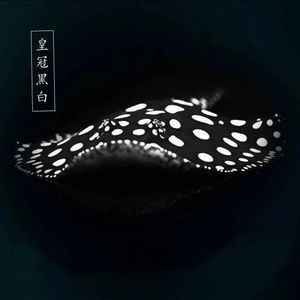 珍珠魟魚和黑白皇冠：珍珠魟魚和黑白皇冠有什么區別？