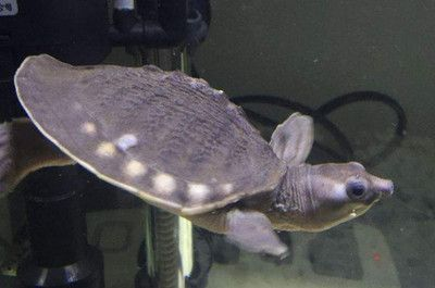 豬鼻龜20度會死嗎：豬鼻龜干養(yǎng)一天會死嗎