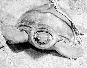 豬鼻龜20度會死嗎：豬鼻龜干養(yǎng)一天會死嗎