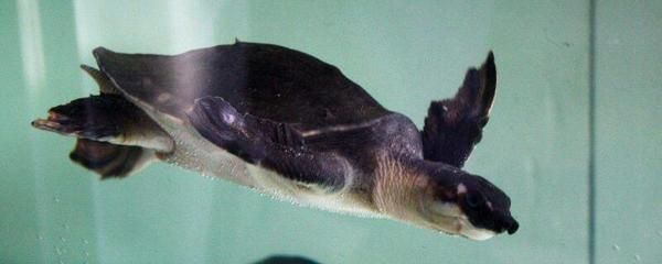 豬鼻龜20度會死嗎：豬鼻龜干養(yǎng)一天會死嗎