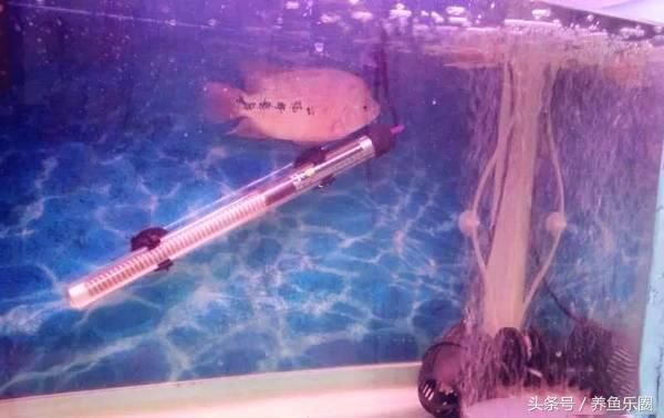 魟魚長(zhǎng)不大：魟魚的生長(zhǎng)潛力并不是絕對(duì)的，而是受到多種因素影響